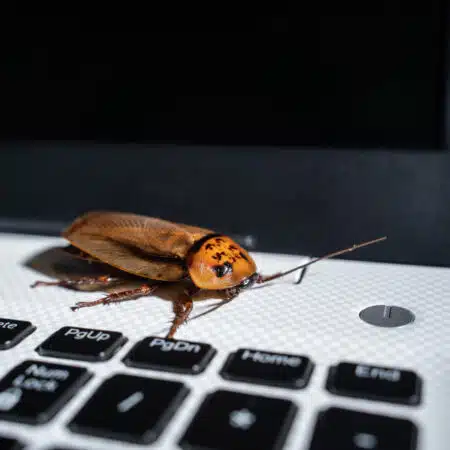 Warum heißt der Bug Bug - Kakerlake auf Computer