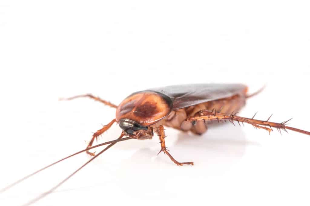 Die Geschichte des Begriffs Bug - eine Kakerlake